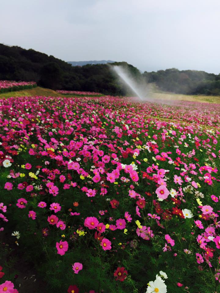 満開の秋桜