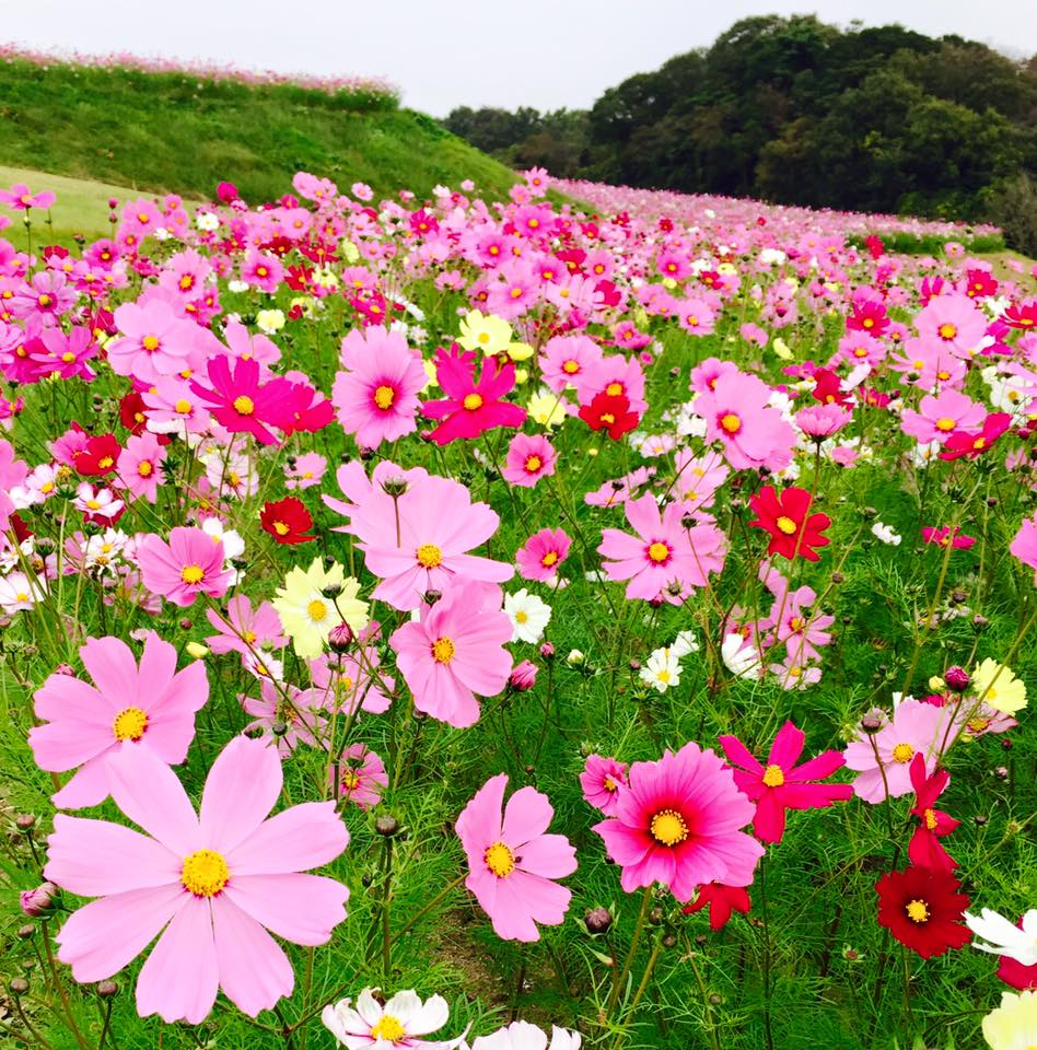 満開の秋桜