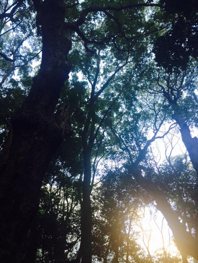 生田神社と生田の森へ