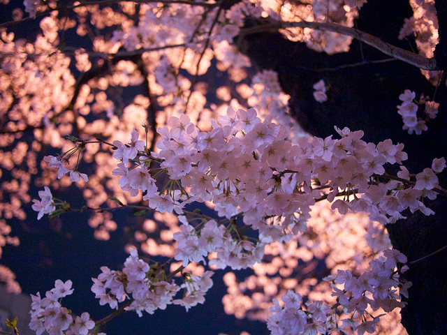 cherry-blossom