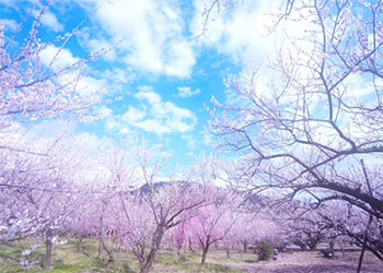 sakura