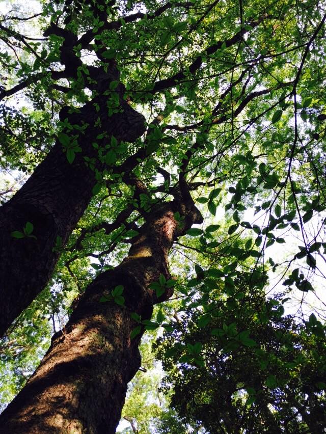 新緑の生田の森