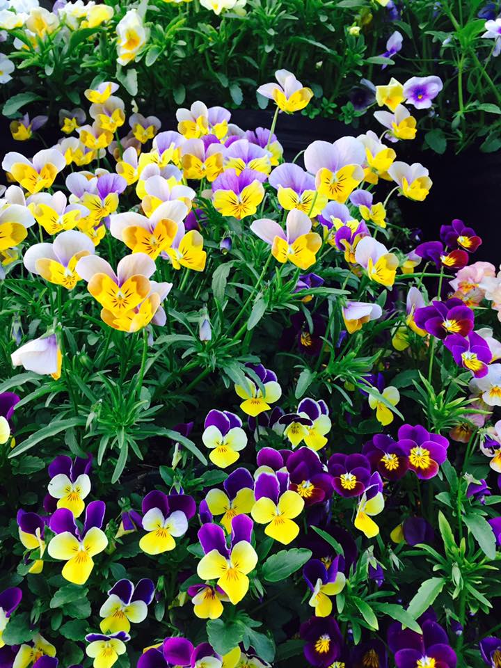 ビオラ 百花繚乱