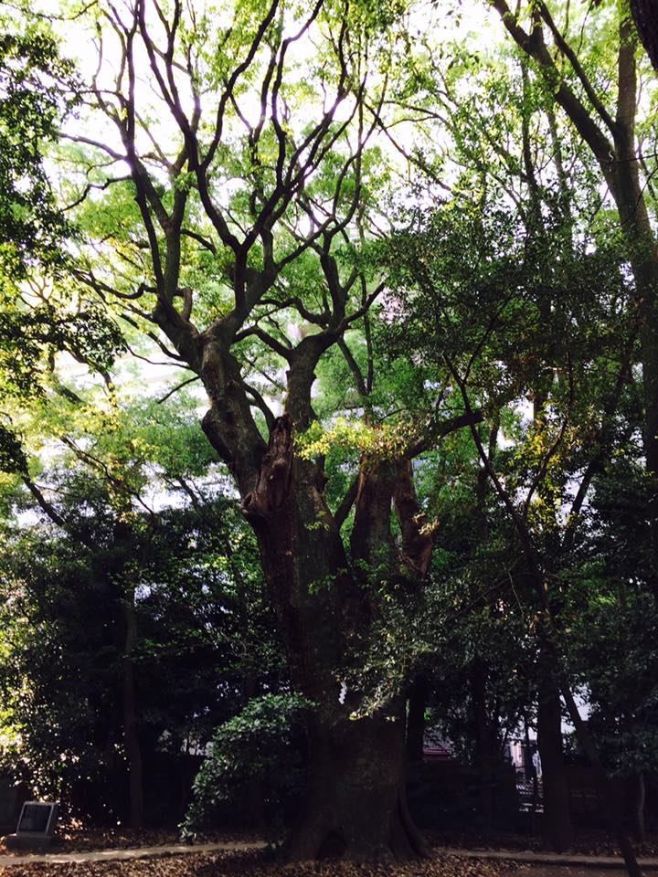 新緑の生田の森