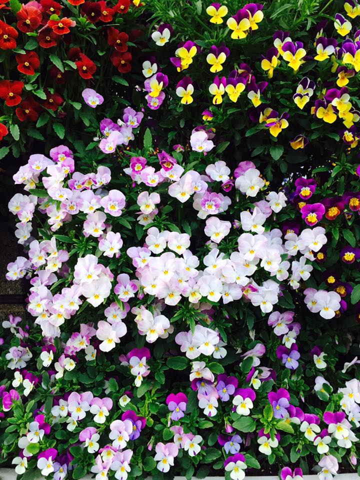 ビオラ 百花繚乱