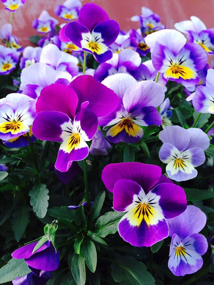 ビオラ 百花繚乱
