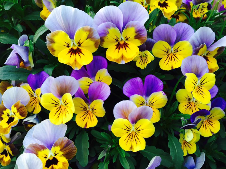 ビオラ 百花繚乱