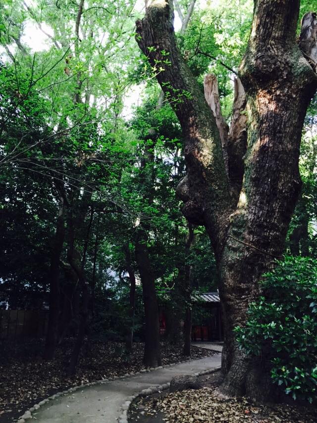 新緑の生田の森