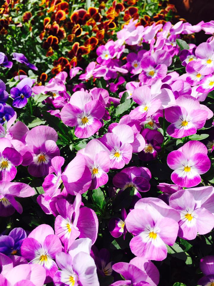 ビオラ 百花繚乱