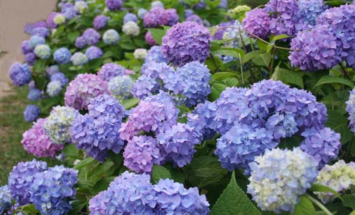 紫陽花