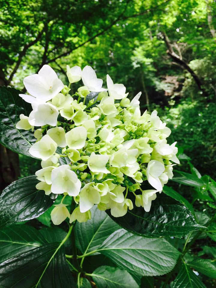 紫陽花をテーマにKobe INK物語 2色完成