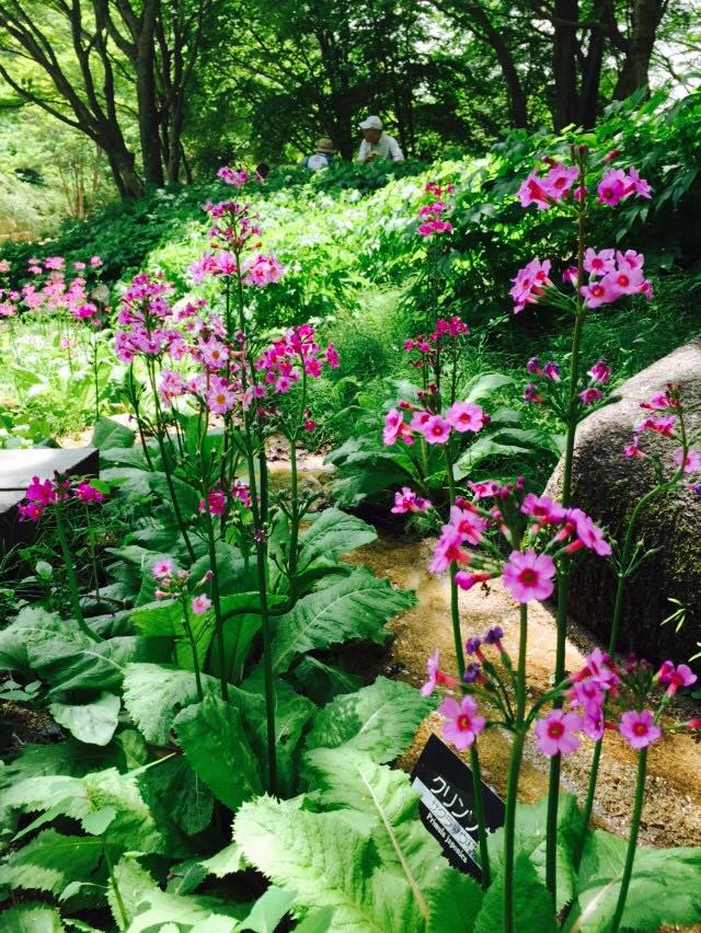 初夏の六甲高山植物園