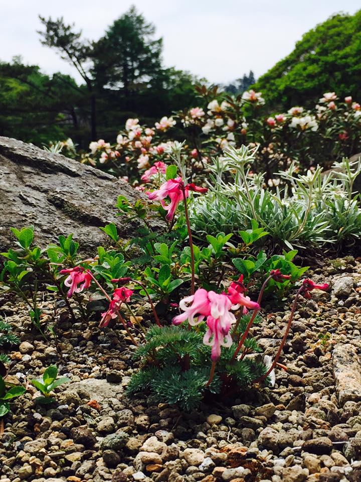 初夏の六甲高山植物園