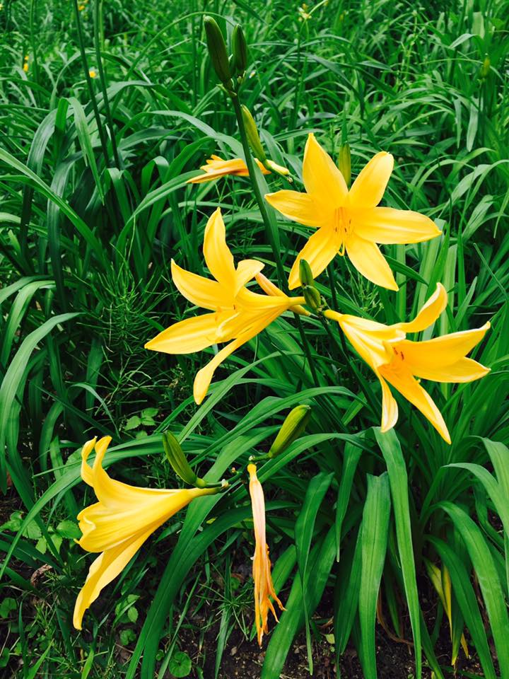 初夏の六甲高山植物園