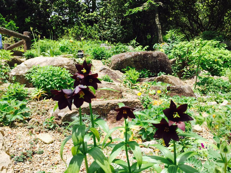 初夏の六甲高山植物園