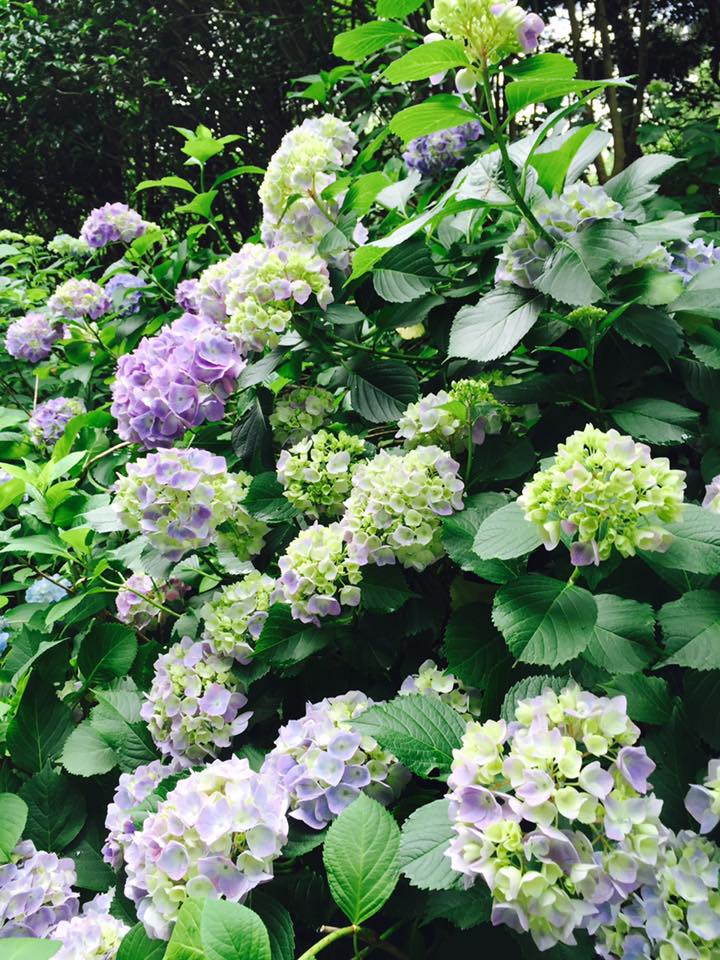 神戸の花 紫陽花