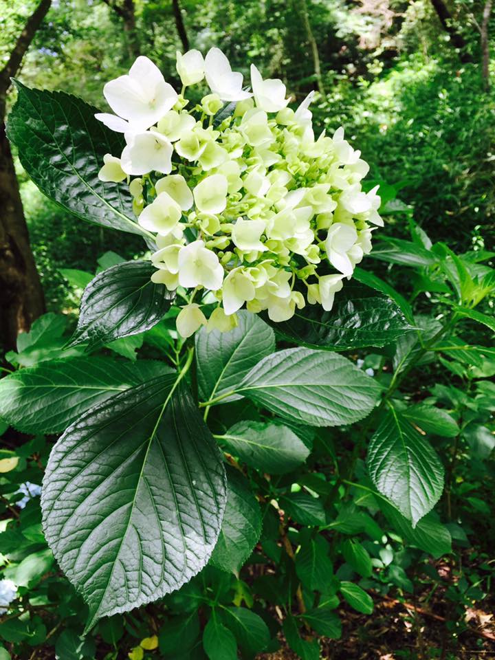 神戸の花 紫陽花