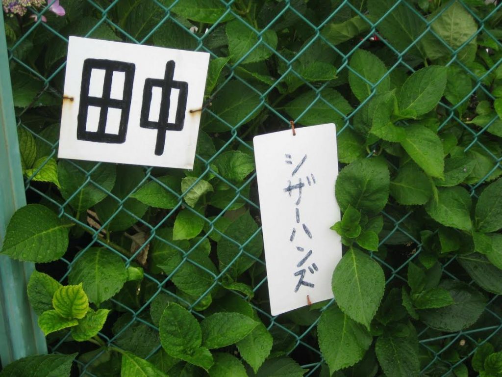 tanakahanz