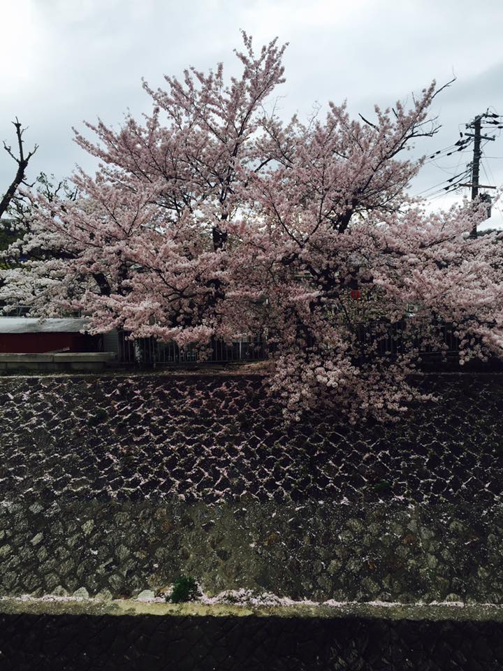 Kobe INK物語 新色61集 雪御所ザクラ