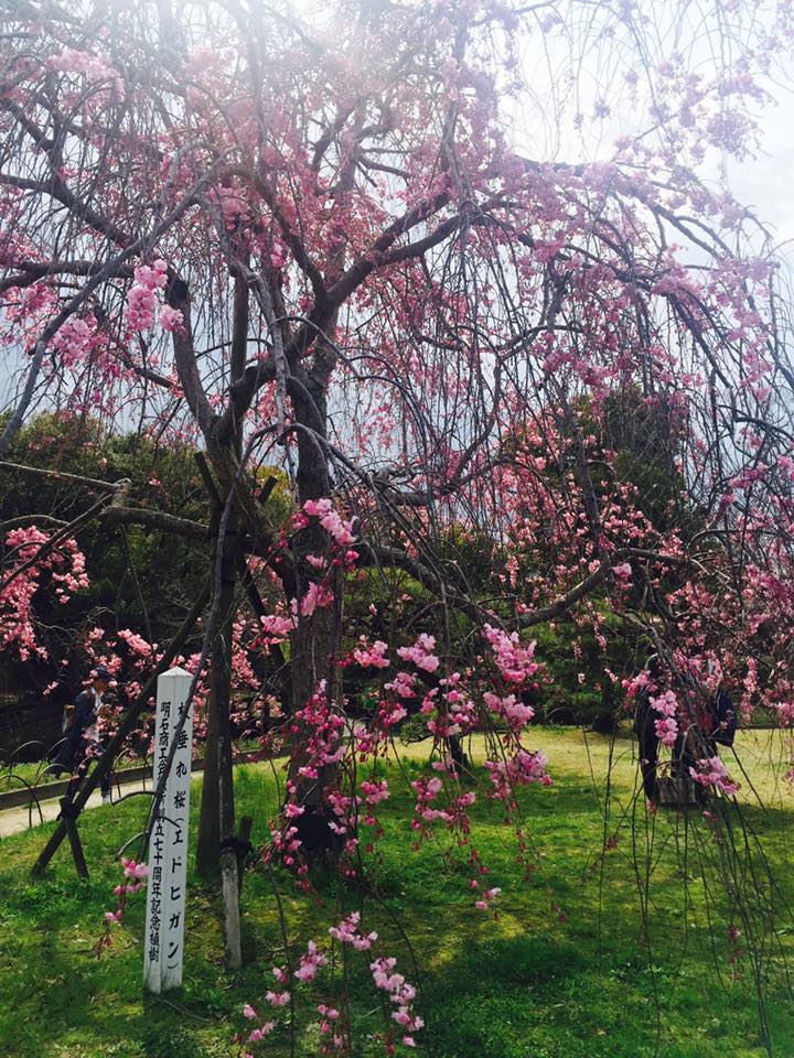 桜満開 明石公園散策