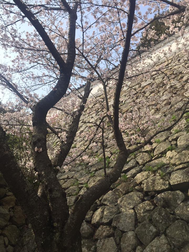 桜満開 明石公園散策