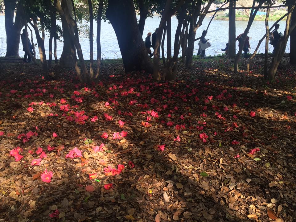 桜満開 明石公園散策