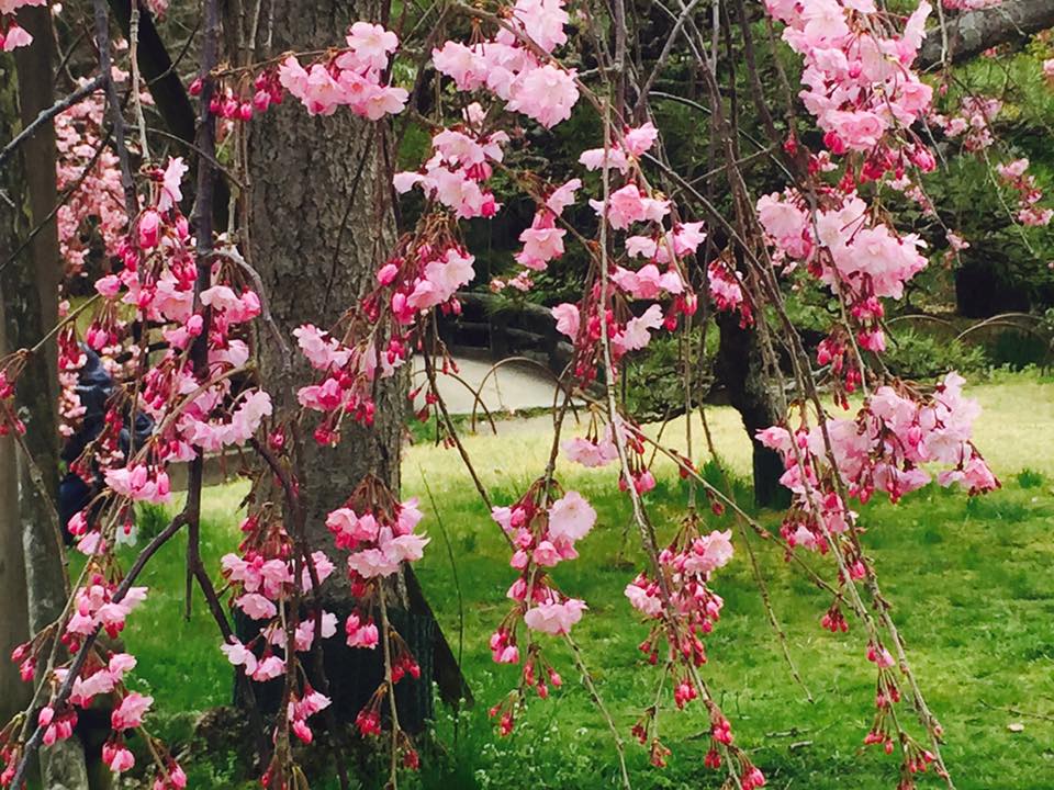 桜満開 明石公園散策