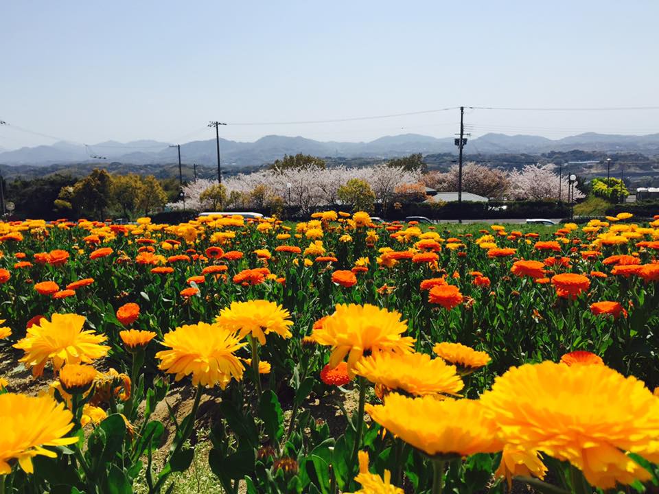 淡路島 花の旅