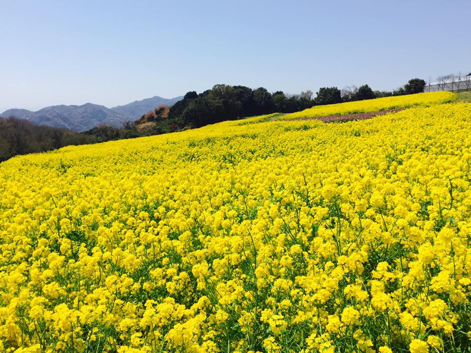淡路島 花の旅