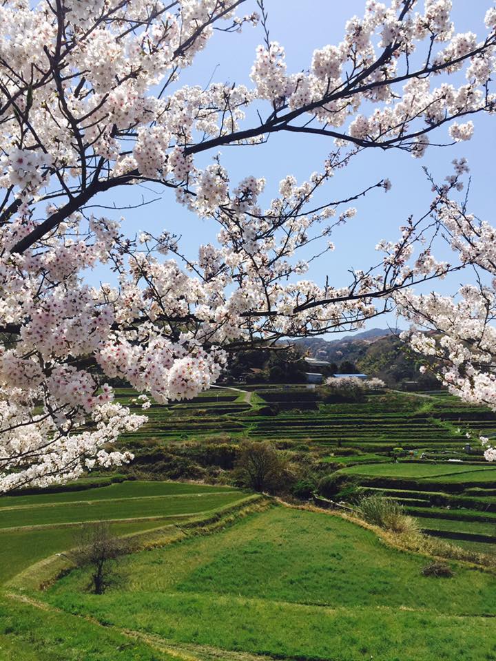 淡路島 花の旅