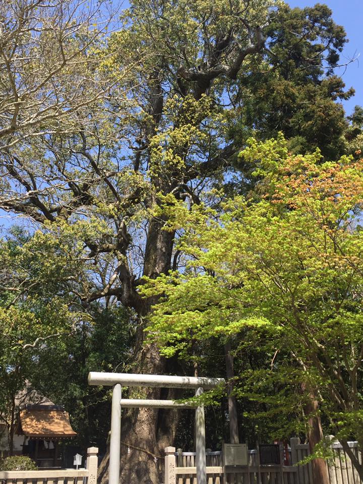伊弉諾神宮