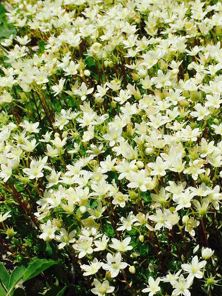 六甲高山植物園