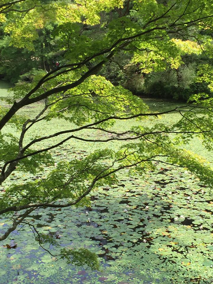 六甲にて森林浴