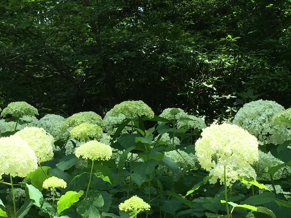 六甲山系 紫陽花 観察記