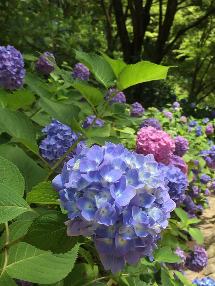 六甲山系 紫陽花 観察記