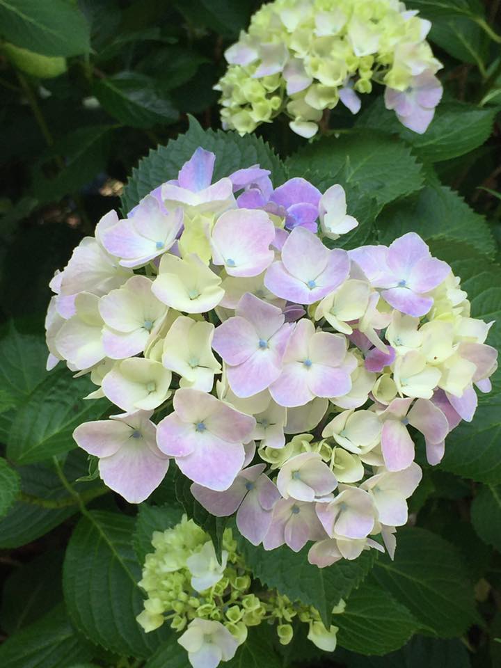 六甲山系 紫陽花 観察記