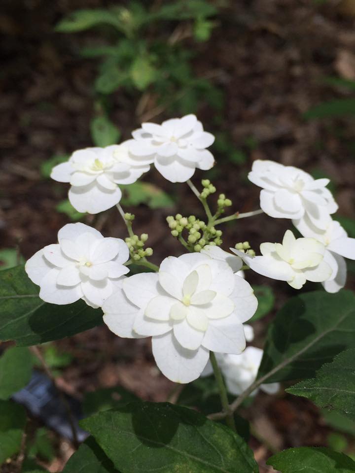 六甲山系 紫陽花 観察記