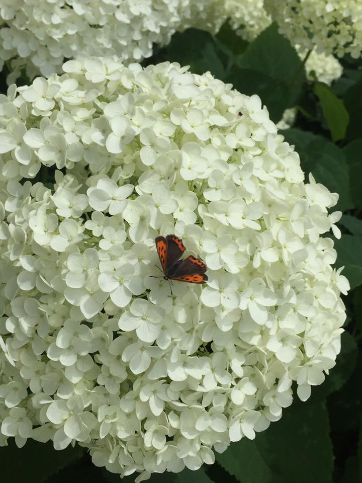 六甲山系 紫陽花 観察記
