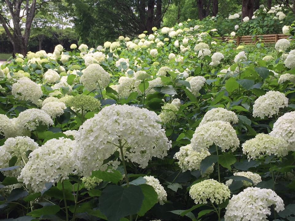 六甲山系 紫陽花 観察記