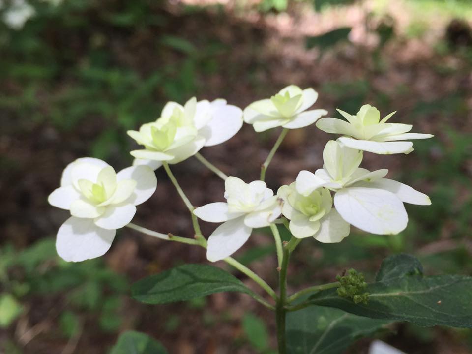 紫陽花 ハクチョウ