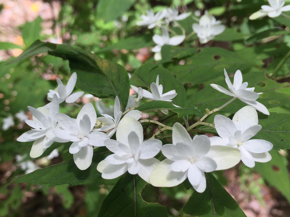 紫陽花 ハクチョウ