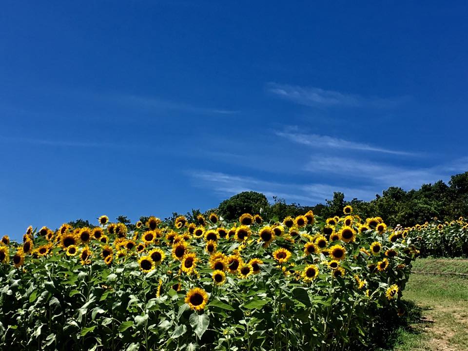 淡路 夏便り・空