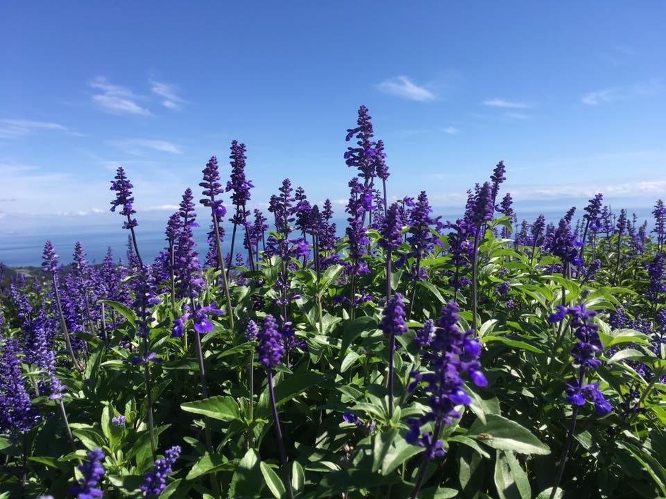 淡路 花さじき