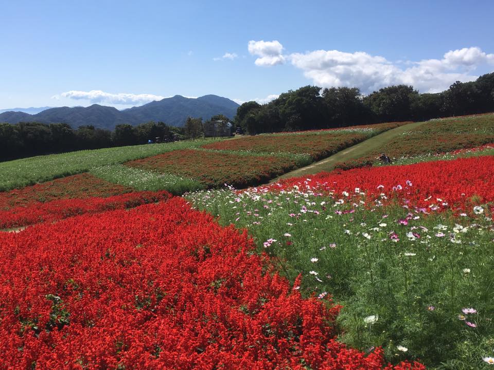 淡路 花さじき