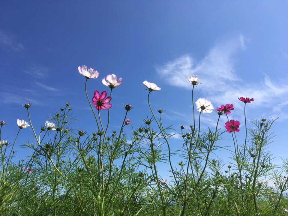 淡路 花さじき