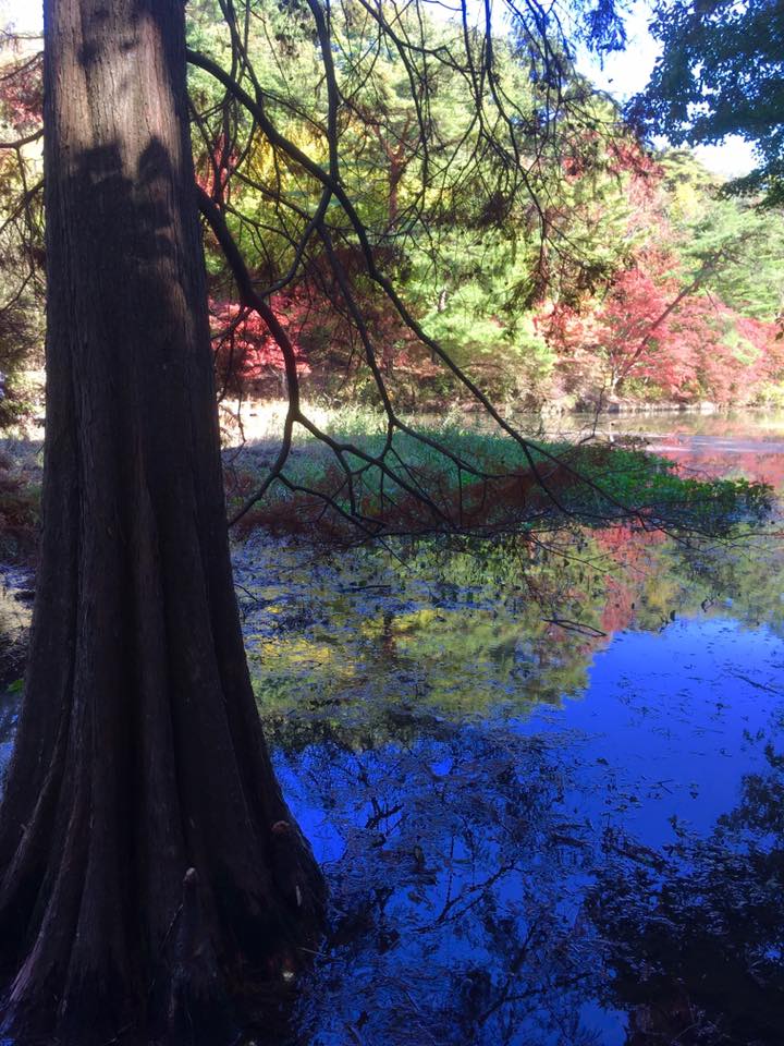神戸市立森林植物園 紅葉散策