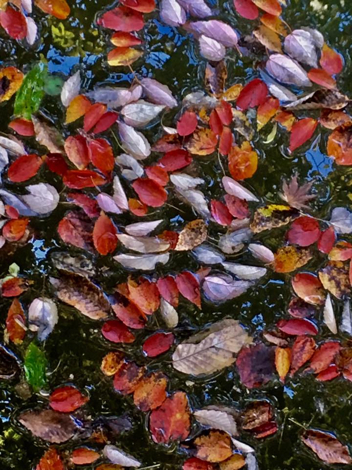 神戸市立森林植物園 紅葉散策