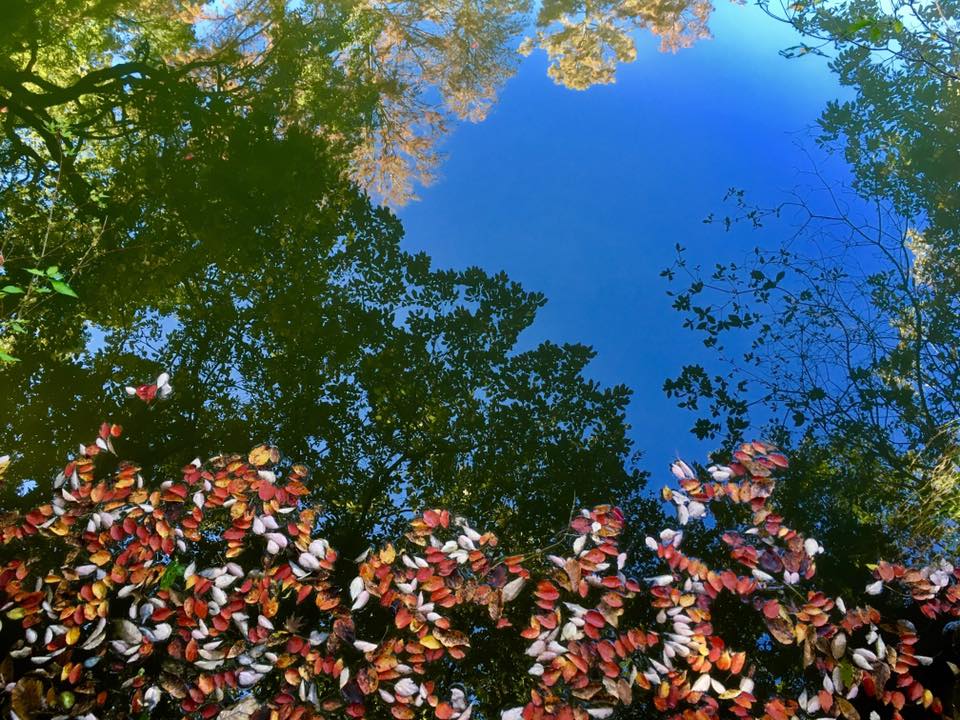 神戸市立森林植物園 紅葉散策