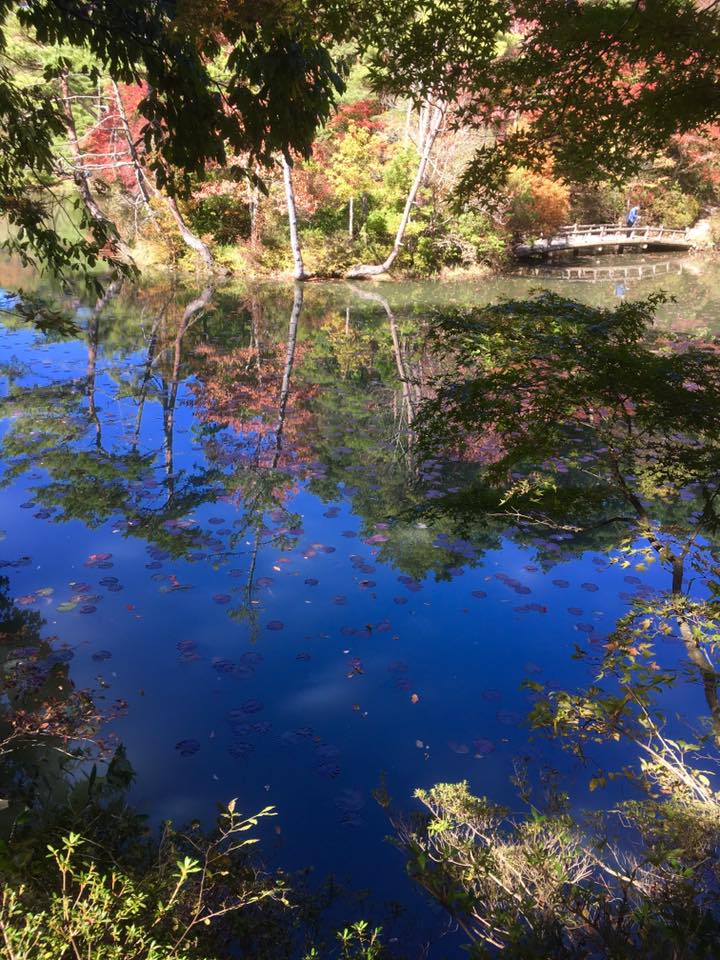 神戸市立森林植物園 紅葉散策