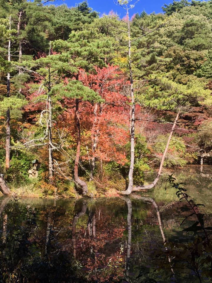 神戸市立森林植物園 紅葉散策